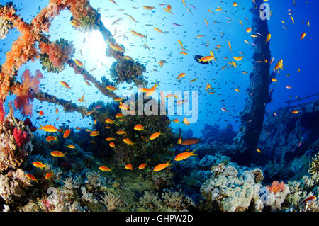 Épave Numidia, plongée sous-marine sur épave, Brother Islands, Frères, grand frère, Red Sea, Egypt, Africa, Africa Banque D'Images