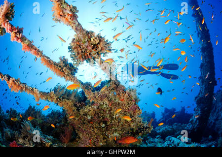 Épave Numidia, plongée sous-marine sur épave, Brother Islands, Frères, grand frère, Red Sea, Egypt, Africa, Africa Banque D'Images