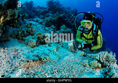 Papilloculiceps longiceps, Tentacled, « poissons crocodiles » flathead et scuba diver, Ras Mohammed, Red Sea, Egypt, Africa Banque D'Images