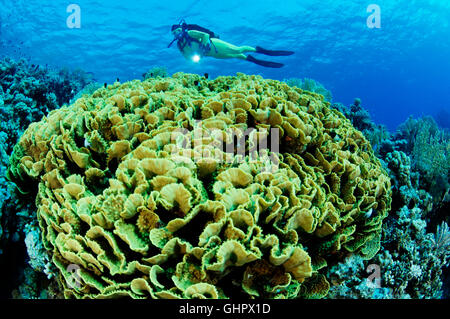 Turbinaria mesenterina, récifs coralliens avec pagode jaune, Corail Coral Vase et scuba diver, Hurghada, Red Sea, Egypt, Africa Banque D'Images