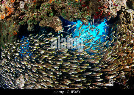 Ransonneti Parapriacanthus, banc de pigmy Sweeper, Hurghada, l'île de Giftun Reef, Red Sea, Egypt, Africa Banque D'Images