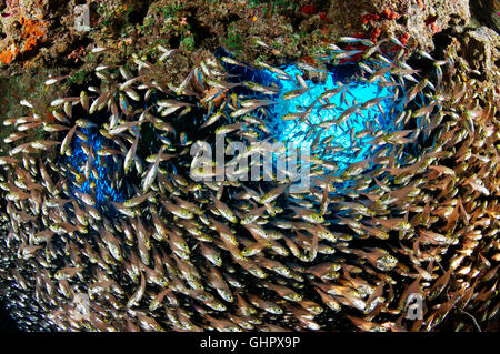 Ransonneti Parapriacanthus, banc de pigmy Sweeper, Hurghada, l'île de Giftun Reef, Red Sea, Egypt, Africa Banque D'Images