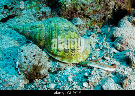 Charonia tritonis, géant ou grand triton seastar alimentation, Saint John's Reef, Red Sea, Egypt, Africa Banque D'Images