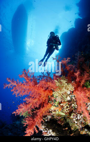Dendronephthya klunzingeri, récifs coralliens avec klunzingeris soft coral et scuba diver, Saint John's Reef, Red Sea, Egypt, Africa Banque D'Images