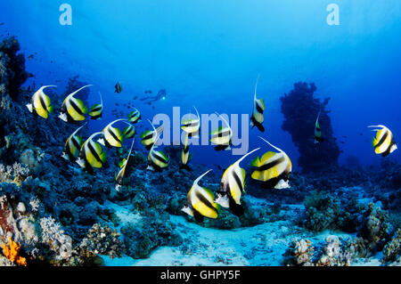 Heniochus intermedius, École de Red Sea Bannerfish, Saint John's Reef, Red Sea, Egypt, Africa Banque D'Images