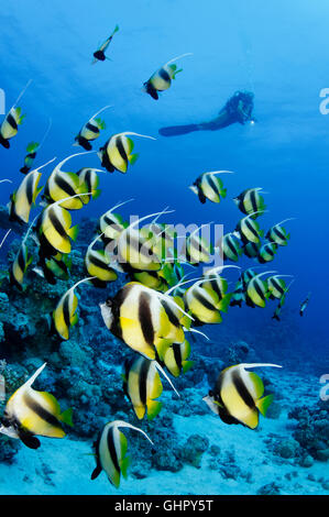 Heniochus intermedius, École de Red Sea Bannerfish et scuba diver, Saint John's Reef, Red Sea, Egypt, Africa Banque D'Images