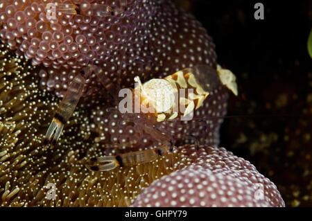 Periclimenes brevicarpalis Anémone de verre, crevettes, Peacocktail anemone-crevettes, Paradise Reef, Red Sea, Egypt, Africa Banque D'Images