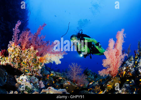 Dendronephthya klunzingeri, récifs coralliens coraux et klunzingeris avec PADI, Paradise Reef, Red Sea, Egypt, Africa Banque D'Images