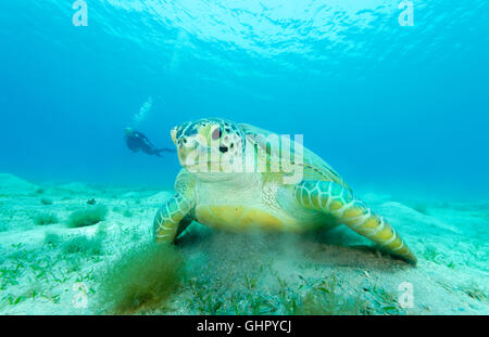 Green Seaturtle Chelonia mydas, et plongée sous-marine, les tortues de mer, Marsa Mubarak, Red Sea, Egypt, Africa Banque D'Images