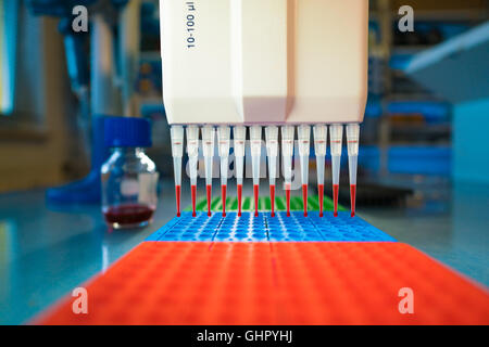 Pipet multi-canaux utilisés pour le pipetage d'une plaque 96 puits avec solution rose Banque D'Images