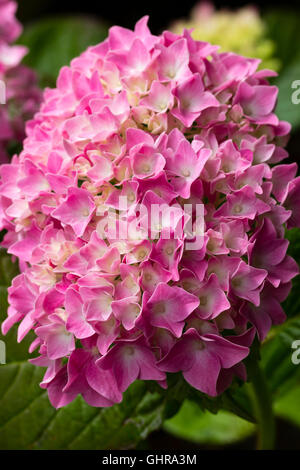 Gros plan du balai rose fleurs de l'Hydrangea macrophylla 'King George' cultivé sur un sol alcalin Banque D'Images