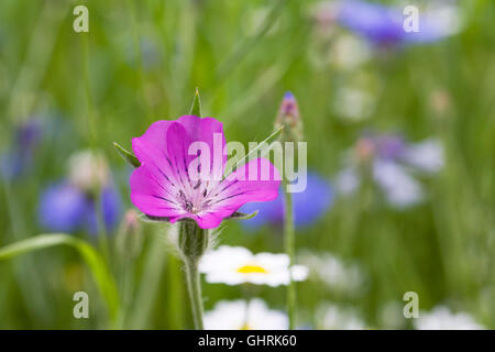 Agrostemma githago dans une prairie de fleurs sauvages. Corncockle fleur. Banque D'Images