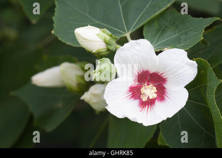 Fleur Hibiscus paramutabilis. Banque D'Images