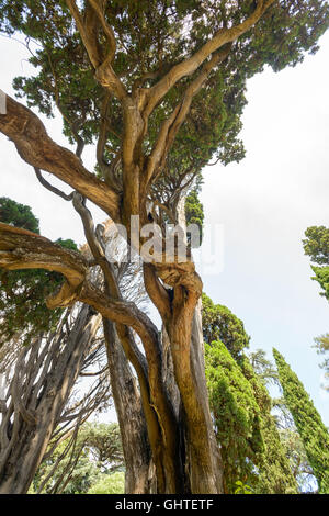 Un merveilleux très très vieux arbre tordu Banque D'Images