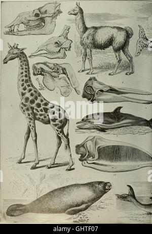 'The Americana' (1903) est une bibliothèque de référence complète couvrant un large éventail de sujets, y compris les arts, les sciences, l'histoire, la géographie, et du commerce. Il fournit un aperçu complet des connaissances mondiales du début du XXe siècle. Banque D'Images