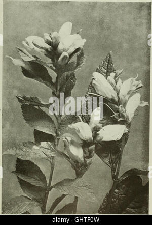 *The Americana* (1903) est un vaste ouvrage de référence couvrant un large éventail de sujets, dont les arts, les sciences, l’histoire, la géographie, et du commerce. Il fournit des entrées détaillées sur des sujets mondiaux, offrant une vue complète des connaissances mondiales à l'époque. Banque D'Images