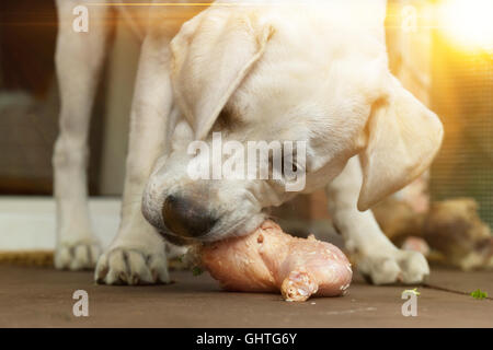 Jeune labrador chiot chien manger de la viande de l'os Banque D'Images