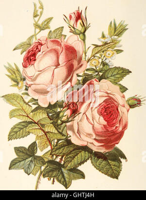 Publié en 1869, ce livre explore le langage des fleurs, en utilisant des symboles floraux pour transmettre des pensées, des sentiments et des sentiments à travers différentes significations florales. Banque D'Images