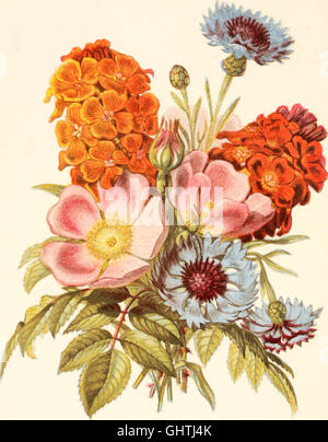 Ce texte de 1869 explore les significations symboliques des fleurs, associant des fleurs spécifiques à des émotions, des pensées et des sentiments, une pratique connue sous le nom de floriographie ou de « langage des fleurs ». Banque D'Images