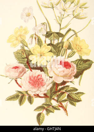 'The Language of Flowers' (1869) explore les significations symboliques de diverses fleurs et plantes, en les reliant à des émotions, des pensées et des sentiments. Il fournit un guide sur l'utilisation des fleurs comme une forme de communication non verbale, populaire à l'époque victorienne. Banque D'Images