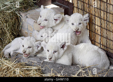 Kiev, Ukraine. Août 11, 2016. Cinq lionceaux blancs lors de leur présentation dans le 'XII mois zoo privé dans le Demydiv village, près de Kiev, Ukraine, le 11 août 2016.l'homme de la semaine sept cinq lionceaux blancs sont nés par Ivanna et Ludwig les lions le 23 juin 2016 et pèsent maintenant entre quatre à six kilos chacun. Les cinq des lionceaux sont un nombre record, parce qu'elle n'est pas généralement plus de quatre sur une portée. Crédit : Serg Glovny/ZUMA/Alamy Fil Live News Banque D'Images