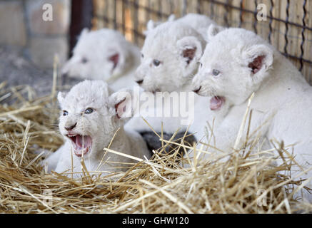Kiev, Ukraine. Août 11, 2016. Cinq lionceaux blancs lors de leur présentation dans le 'XII mois zoo privé dans le Demydiv village, près de Kiev, Ukraine, le 11 août 2016.l'homme de la semaine sept cinq lionceaux blancs sont nés par Ivanna et Ludwig les lions le 23 juin 2016 et pèsent maintenant entre quatre à six kilos chacun. Les cinq des lionceaux sont un nombre record, parce qu'elle n'est pas généralement plus de quatre sur une portée. Crédit : Serg Glovny/ZUMA/Alamy Fil Live News Banque D'Images