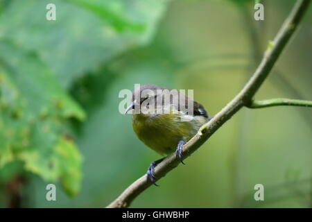 Red-legged Honeycreeper. Costa Rica Banque D'Images