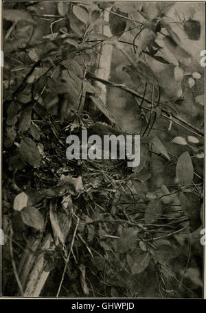 Ce travail de 1905 explore les nids, les œufs et les habitudes de reproduction des oiseaux terrestres dans l'est des États-Unis, offrant des idées sur les soins et la photographie des jeunes oiseaux. Banque D'Images