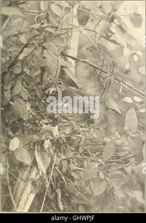 Ce livre explore les nids, les œufs et les comportements de reproduction des oiseaux terrestres dans l'est des États-Unis. Il fournit des observations détaillées sur leurs habitudes de nidification et offre des conseils pratiques sur l'élevage et la photographie des jeunes oiseaux. Banque D'Images