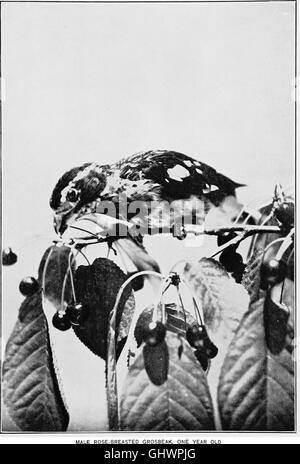 Ce livre se concentre sur les nids, les œufs et les habitudes de reproduction des oiseaux terrestres dans l'est des États-Unis, offrant un aperçu de l'élevage et de la photographie des jeunes oiseaux. Banque D'Images