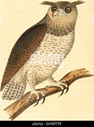 Ce catalogue présente une liste complète des espèces d'oiseaux présentes dans la péninsule indienne, classées selon des méthodes taxonomiques modernes, avec des informations sur leurs habitats, leur répartition et les nouvelles espèces. Banque D'Images