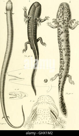 Iconographie du règne animal de G. Cuvier, UO, Représentation d'après la nature de l'une des espèces les plus et souvent non encore figurées de chaque genre d'animaux - avec un texte descriptif mis au