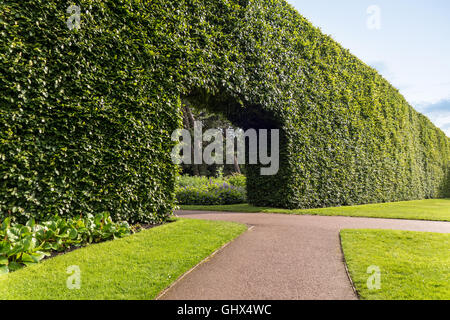 Jardin botanique royal d'Édimbourg RBGE. Célèbre siècle-vieux hêtre haie 8 mètres ; 23m de haut. Banque D'Images