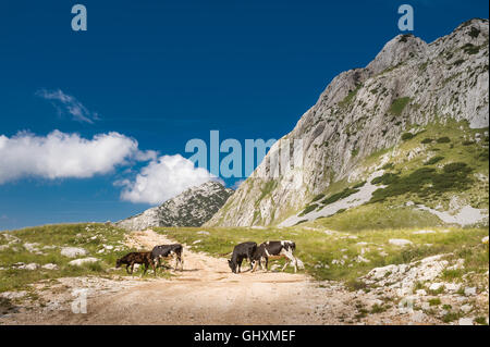 Les vaches sur les montagnes du Parc national de Durmitor meadow Banque D'Images