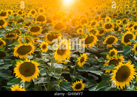 Paysage avec champ de tournesol dans le matin Banque D'Images