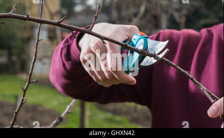 Jeune homme d'arbres avec des sécateurs de fraisage Banque D'Images