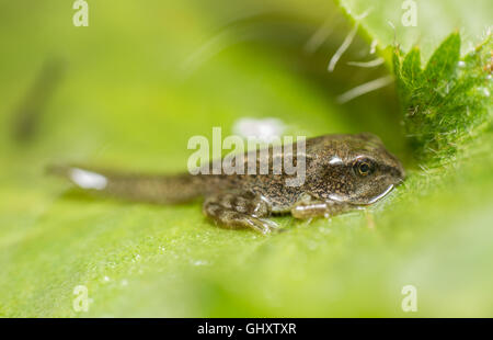 Une grenouille rousse (Rana temporaria) tadpole rend sa première expérience au-dessus de la surface de l'étang. Banque D'Images