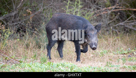 Le sanglier (Sus scrofa) en alerte ; le comté de Santa Clara, Californie, USA Banque D'Images