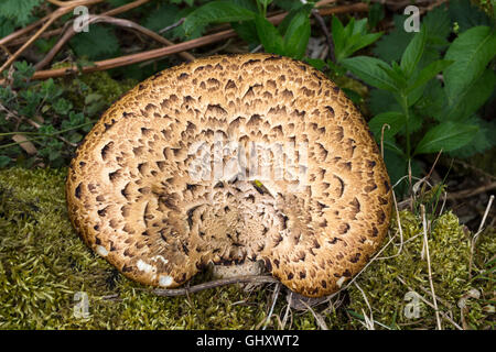 La dryade Polypore Champignon Polyporus squamosus selle aka Cerioporus squamosus UK Banque D'Images