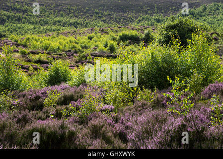 Masse de jeunes bouleaux argent croissant sur une colline de fleurs violet heather sur les collines du nord de l'Angleterre. Banque D'Images