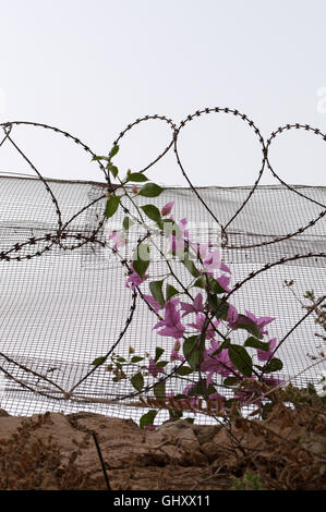 Jérusalem, Israël : la symbolique d'une succursale de bougainvillées poussant dans les barbelés dans la Vieille Ville Banque D'Images