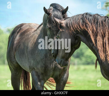 L'étalon Quarter Horse et mare touch Banque D'Images