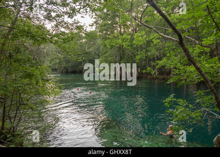 Printemps de l'eau douce et de cyprès à Manatee Springs State Park, Chiefland, Floride Banque D'Images