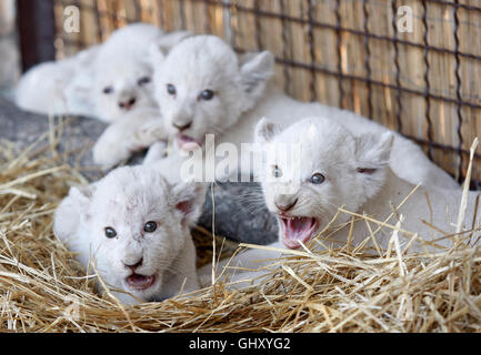 Demydiv, Ukraine. Août 11, 2016. Une portée de white lion cubs est présenté dans leur enceinte dans le zoo privé dans le village de Demydiv le 11 août, 2016. L'homme de la semaine sept cinq lionceaux blancs sont nés par Ivanna et Ludwig les lions le 23 juin 2016 et pèsent maintenant entre quatre à six kilos chacun. Les cinq des lionceaux sont un nombre record, parce qu'elle n'est pas généralement plus de quatre sur une portée. Credit : Vasyl Shevchenko/Pacific Press/Alamy Live News Banque D'Images