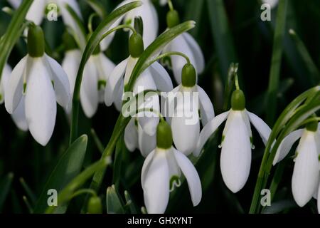 Bouquet de perce-neige ouvert Banque D'Images