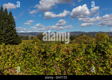 Le Cabernet Sauvignon, le vignoble de raisin vigne raisin, vigne, Dana Estates, Napa Valley, Comté de Napa, Californie, Etats-Unis, Amérique du Nord Banque D'Images