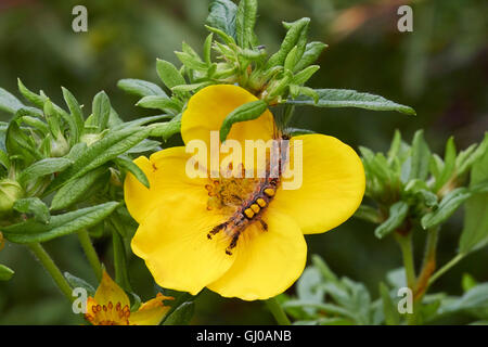 Orgyia antiqua, Vaporer Caterpillar Banque D'Images