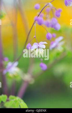Thalictrum delavayi. Fleurs rue Meadow chinois Banque D'Images
