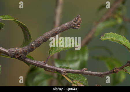 Birkenspanner Birken-Spanner,,, Raupe Biston betularia Biston, betularius Amphidasis betularia, poivrée, amphibien, Caterpillar, La Banque D'Images