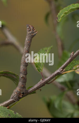 Birkenspanner Birken-Spanner,,, Raupe Biston betularia Biston, betularius Amphidasis betularia, poivrée, amphibien, Caterpillar, La Banque D'Images